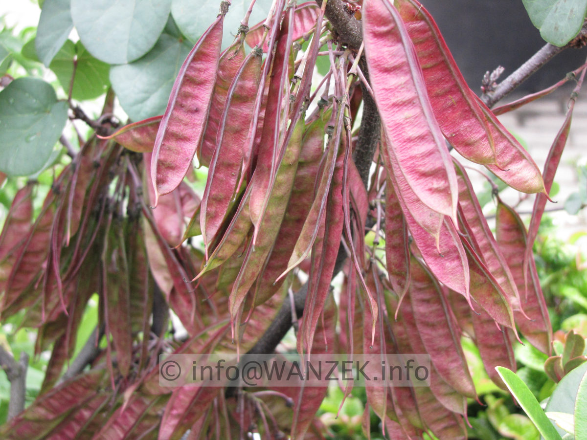 Cercis siliquastrum - Fruechte.JPG